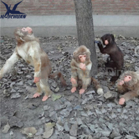 Animaux en silicone réalistes personnalisés, gorille et singe animatroniques pour aire de jeux intérieure commerciale sur le thème de la jungle