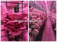 Conteneur de culture de champignons en acier inoxydable Hezhou, équipement d'agriculture, pompe à moteur, système hydroponique, culture verticale de champignons comestibles