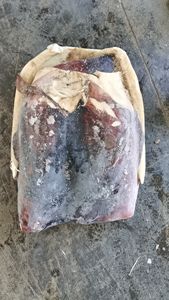 Filetes de Calamar Peruano Congelados con Piel, de Alta Calidad, Nueva <span class=keywords><strong>Temporada</strong></span>, Buen Precio - Product Image 5