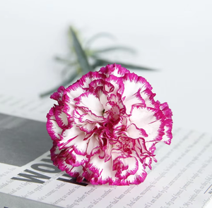 Girofle bicolore violet avec bordure blanche (Purple Beauty) |   Dianthus Caryophyllus en gros provenant du Yunnan, Chine - Product Image 6