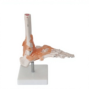 Modelo Anatómico de Pie y <span class=keywords><strong>Tobillo</strong></span> <span class=keywords><strong>Humano</strong></span> a Tamaño Real con Ligamentos, Modelo de <span class=keywords><strong>Esqueleto</strong></span> 1:1 para Enseñanza Médica y Educación del Paciente - Product Image 1