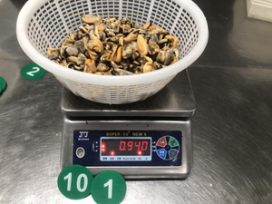 Carne congelada Mytilus edulis precio de fábrica carne de mejillón sin cáscara mejillón <span class=keywords><strong>cocido</strong></span> congelado - Product Image 5