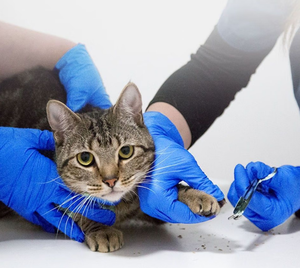 Guantes de Nitrilo para Laboratorio, Tallas S/M/L, 100 Unidades por Caja - Product Image 4