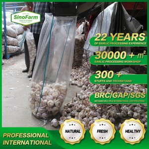 Ajo Fresco Entero Cultivado en Granjas de Shandong - Tipo Común - Product Image 5