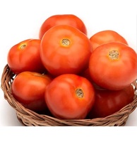 Tomates rouges fraîches de ferme, cultivées naturellement, de haute qualité, juteuses, qualité export, ingrédient alimentaire pour la cuisine et les salades, Ocean