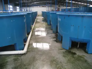 Pisciculture RAS Recirculating Aquaculture Systems Tilapia