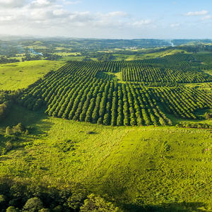 Vente directe d'usine de noix de macadamia bio chinoises crème fraîchement rôtie en coquille aliments séchés pas cher prix noix de macadamia - Product Image 6