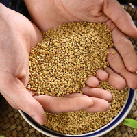 Graines de fenugrec séchées brutes de haute qualité Qingchun, granulés, vente en gros, épice unique pour usage culinaire