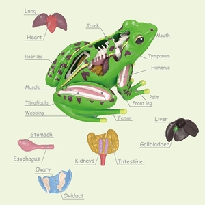 Modèle anatomique <span class=keywords><strong>de</strong></span> grenouille en 23 pièces - Kit scientifique <span class=keywords><strong>de</strong></span> biologie 4D détachable pour <span class=keywords><strong>l</strong></span>'éducation STEM et les laboratoires scolaires - Product Image 4