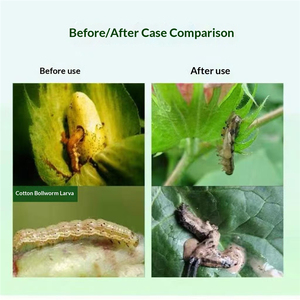 Leurre phéromone sexuelle longue durée Spodoptera Exigua pour la surveillance des populations de mites et de coléoptères - Product Image 3