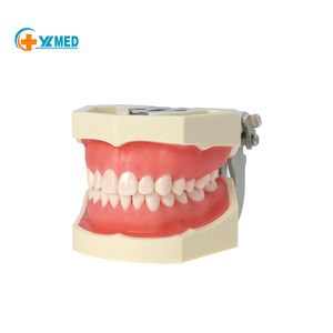 Modello Dentale Adulto Completamente Smontabile, Strumento Didattico per Studio, Tipodonte Articolato con 28 Denti Rimovibili - Product Image 1