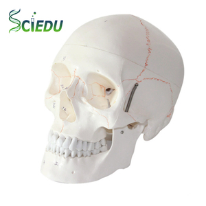 Modelo de cráneo humano real con identificación digital y <span class=keywords><strong>sutura</strong></span> ósea Modelo de Anatomía de cráneo desmontable Material didáctico - Product Image 1