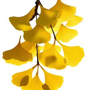 Bubuk Ekstrak Daun <span class=keywords><strong>Ginkgo</strong></span> <span class=keywords><strong>Biloba</strong></span> Berkualitas Tinggi 24% Flavonoid 6% Laktone Kelas Makanan - Product Image 2