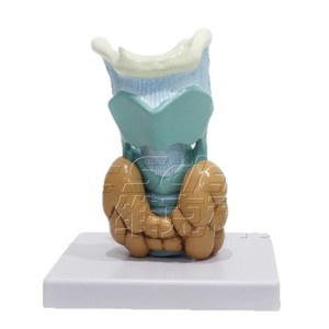 Quatre composants de la pathologie de la thyroïde ; anatomie médicale du système endocrinien humain ; modèle de pathologie de la thyroïde. - Product Image 4