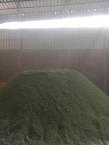 Poudre de menthe verte séchée de haute qualité usine exportation directe fermes supervisées traitement des matières premières épices et herbes vente mondiale - Product Image 3