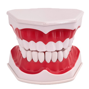 Modèle dentaire anatomique en PVC naturel, portable, pour l'enseignement scolaire et les sciences médicales - Product Image 1