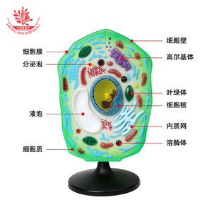 Modelo de célula vegetal, un material didáctico de plástico para biología en el nivel de secundaria, utilizado para observar células y como herramienta de enseñanza. - Product Image 1