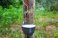 Centrifugeuse à disques pour le latex, séparateur automatique à disques pour la concentration et la clarification du latex de caoutchouc naturel