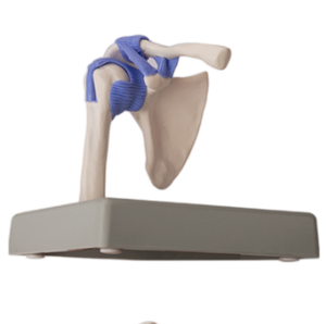 ADA-A2027 Maniquí en Miniatura de Cadera, Codo, Hombro y Rodilla, 1/2 Tamaño Real, 4 Partes, para Estudiantes de Medicina - Product Image 5