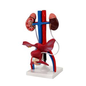 Modelo Anatómico del Sistema Urinario Humano, Modelo del Sistema Urinario Masculino y Femenino - Product Image 6
