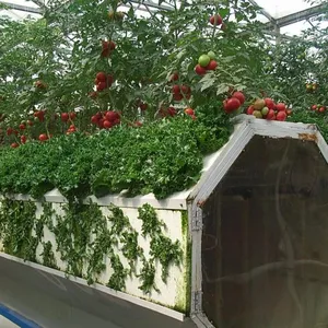 Culture hydroponiques de légumes dans serre à plusieurs utilisations, vente en gros