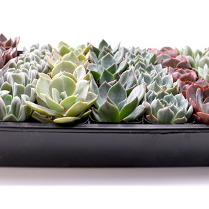 Rosetas de Echeveria al por mayor, plantas suculentas para arreglos de suculentas en macetas de 2 pulgadas - Product Image 2