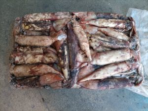 J002 Xing Bang merek indian laut cumi 100-300g produsen frozen India cumi seluruh bulat