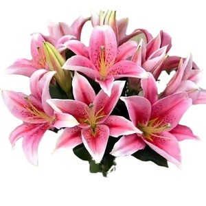 Lirios Rosados Frescos sin Pétalos, Venta <span class=keywords><strong>al</strong></span> por Mayor, Suministros para el Día de la Madre, Origen Directo Kunming Yunnan, Envío Directo Disponible - Product Image 5