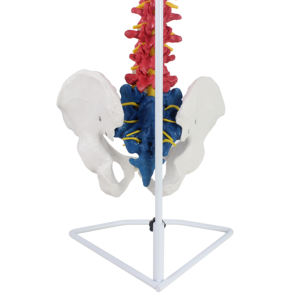 نموذج تشريحي مرن بالحجم الطبيعي للعمود الفقري مع الحوض - Product Image 6