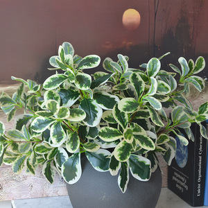 Hojas Artificiales <span class=keywords><strong>de</strong></span> Schefflera <span class=keywords><strong>de</strong></span> 7 Ramas, Flores <span class=keywords><strong>de</strong></span> Seda Decorativas, <span class=keywords><strong>Planta</strong></span> para Paisajismo, Vegetación Artificial para Uso en Interiores/Exteriores - Product Image 4