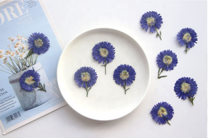 12 unids/pack New York <span class=keywords><strong>Aster</strong></span>/Michaelmas Daisy con tallo flor prensada para marco caja del teléfono vela arte <span class=keywords><strong>de</strong></span> resina - Product Image 5