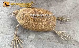 Mijn Dino Gefossiliseerde Zeedieren Levensgrote Zeeschildpad Skelet - Product Image 4