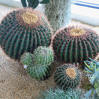 Cactus artificiel haut de gamme en PE bionique, réaliste, floqué, avec capuchon doré, grande taille, faux cactus baril d'intérieur, vente en gros