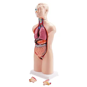 XY-203-1 12parts Medical Education Use 50cm Bisexual Half Body Torso Model