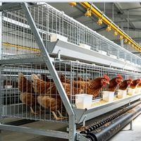 Cage à poulets de type 3/4 niveaux, galvanisée à chaud, pour 5000 à 20000 oiseaux, avec système d'abreuvement automatique et de nettoyage des déjections.