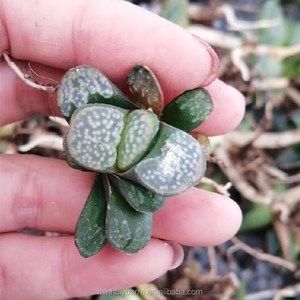 Commercio all'ingrosso di <span class=keywords><strong>piante</strong></span> succulente da interno <span class=keywords><strong>piante</strong></span> ornamentali <span class=keywords><strong>Haworthia</strong></span> - Product Image 4