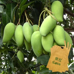 Embalaje de protección de mango, cubierta de cultivo de frutas frescas, bolsa de papel para bolsa de protección de frutas