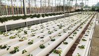 Système d'irrigation automatique NFT hydroponique en PVC de qualité alimentaire, type 2M-NFT, pour serre, avec pompe pour culture aéroponique
