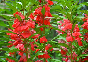 Extracto de Henna en Polvo de Grado Alimenticio al por Mayor, Extracto de Hoja de Henna, Extracto de Impatiens <span class=keywords><strong>Balsamina</strong></span> L. - Product Image 2