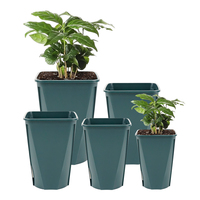 Vente en gros Semis de fleurs de pépinière de haute qualité pour plantes de jardin