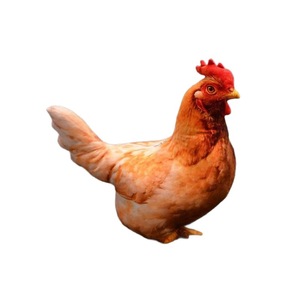 Realistic Chicken Plush <b>Pillow</b> <b>Large</b> Size Soft Stuffed Animal For Kids Bedroom Decor Birthday Gift - Product Image 4
