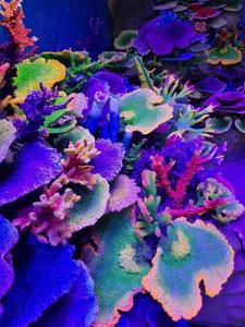 <span class=keywords><strong>Aquarium</strong></span> Decoratie Hars Kunstmatige Koralen Rif Voor Acryl <span class=keywords><strong>Aquarium</strong></span> - Product Image 2