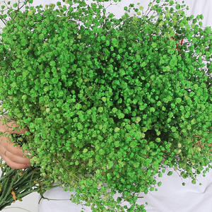 زهور الجبسوفيلا المجففة والمحفوظة للبيع بالجملة - ديكور رومانسي لحفلات الزفاف وعيد الحب والكريسماس - Product Image 5