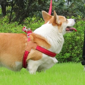 Arnés para Perro Fácil de Poner con Correa, Arnés Reflectante en Forma de Y para Perros, Correa Cómoda y Transpirable - Product Image 2