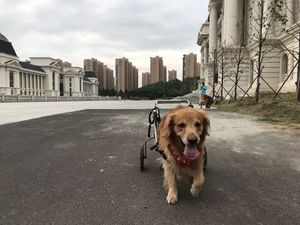 HEDY PW01-silla de ruedas ajustable para perros grandes, medianos y pequeños, andador con patas traseras, alta calidad, suministro de fábrica - Product Image 4