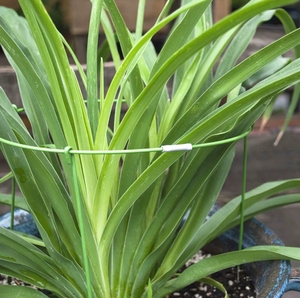 2025 nouveaux piquets de fleurs en métal OEM chauds et supports de feuilles supports personnalisés pour jardin dans les pépinières et les fermes USA entrepôt - Product Image 1