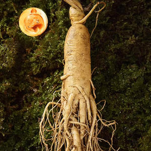 Suplemento em Pó de Extrato de Raiz de Ginseng Americano de Alta Pureza, Bebida Essencial com Alta Concentração de Ginsenosídeos, Extrato de Panax Ginseng - Product Image 5