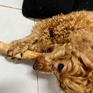 Palo masticable de madera de café Natural 100% de alta calidad para perros, juguete sostenible para perros, buen precio para sus mascotas de Vietnam - Product Image 1