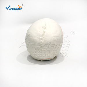 Modèle de crâne avec marques des origines et des points d'insertion musculaires ; Modèle de crâne de la structure squelettique humaine - Product Image 2