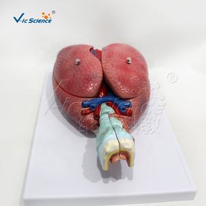 Système respiratoire 7 composants Modèles scientifiques Modèle d'organe d'anatomie humaine - Product Image 3